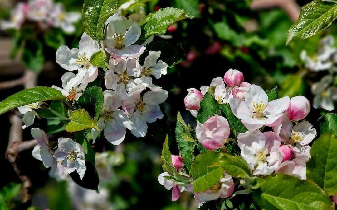 April in the IE: Pedal Power, Apple Blossoms, and the Last of the Green Hills